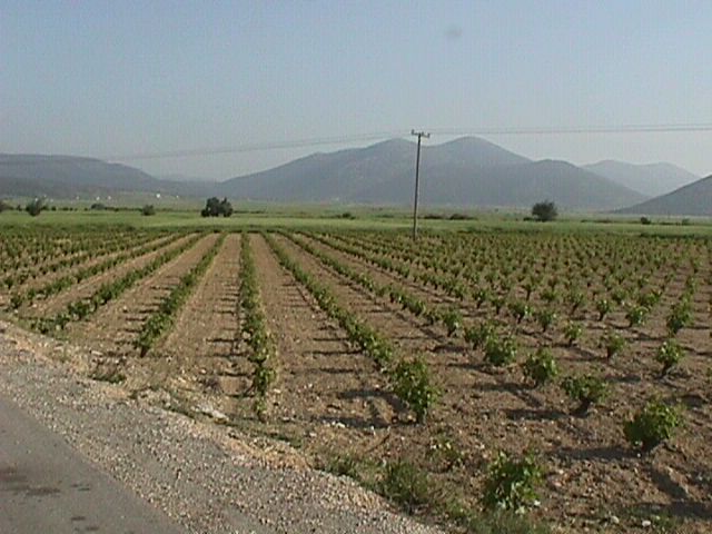 wineyard